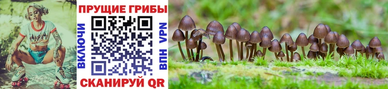 Псилоцибиновые грибы мицелий  Жуковский 